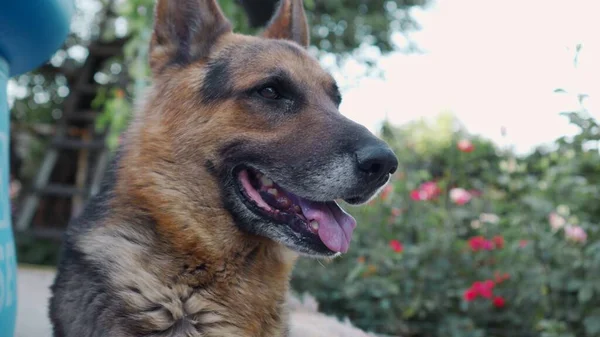 German Shepherd Watching Carefully Faithful Guard Dog Service Guarding Close — Stock Photo, Image