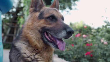 Alman çoban köpeği dikkatle izliyor. Korumaya hizmet eden sadık bir bekçi köpeği. Bir köpeğin kafasının yakın çekimi. Güzel bir hayvan..