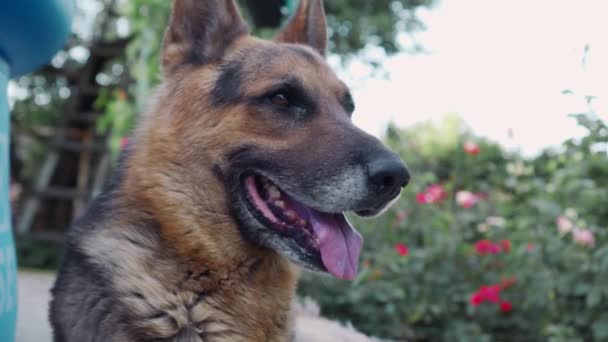 ドイツの羊飼いを注意深く見ている 護衛のために忠実な番犬 犬の頭のクローズアップ 美しい動物 — ストック動画
