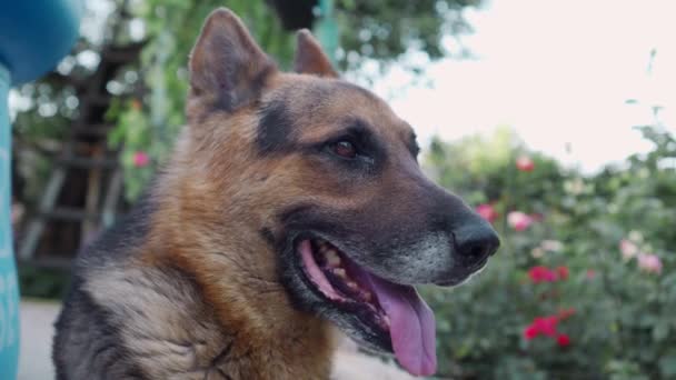 Ein Gehorsamer Polizeihund Befolgt Die Kommandos Genau Ausgebildete Assistentin Und — Stockvideo