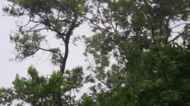 Şiddetli bir fırtına uzun ağaçları sallar. Felaket! Yavaş çekim.