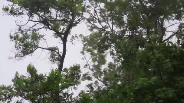 Une forte tempête de pluie secoue les grands arbres. Désastre. Mouvement lent .