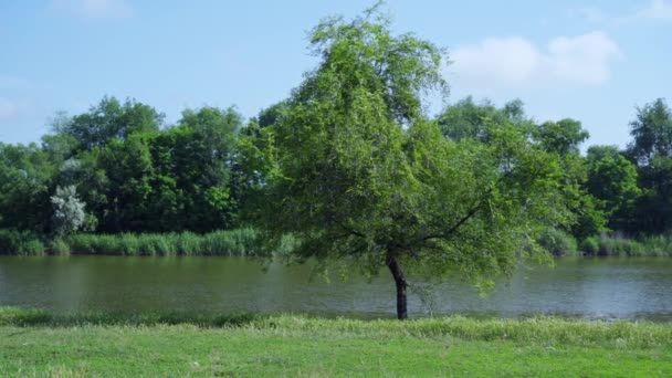 Sulle Rive Fiume Lago Cresce Albero Verde Paesaggio Naturale Luogo — Video Stock