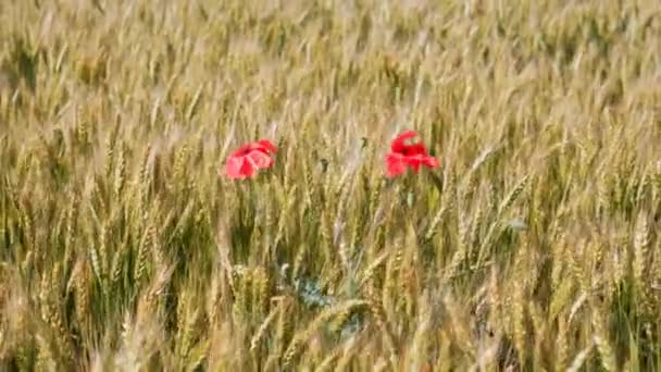 Poppy Bloemen Tussen Vele Tarwe Oren Landbouw Graanoogst Gouden Spikeletten — Stockvideo