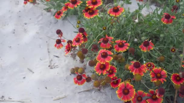 Flores Bonitas Resistentes Crescem Areia Solo Árido Lutar Pela Vida — Vídeo de Stock