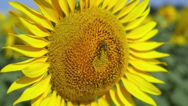 Tournesols dans les champs en été. Une abeille collecte du pollen. Gros plan. Belles fleurs de tournesol jaunes dans un champ éclairé par les rayons du soleil