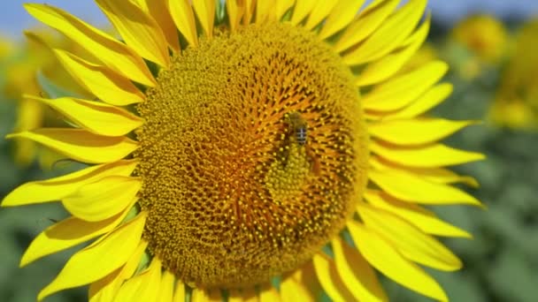 Słoneczniki Polu Lecie Pszczoła Zbiera Pyłek Zbliżenie Piękne Żółte Kwiaty — Wideo stockowe