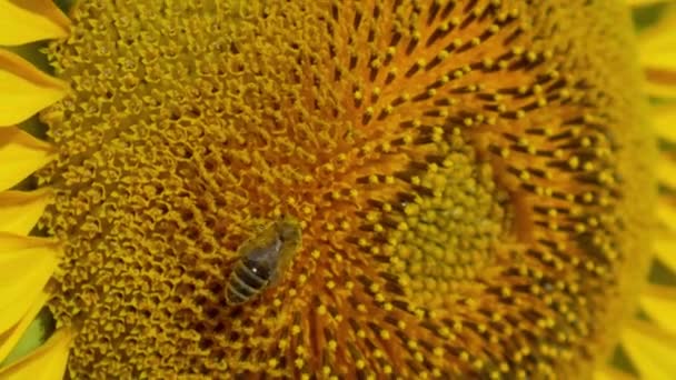 Macro Bee Gathering Pollen Sunflower Field — Stock Video