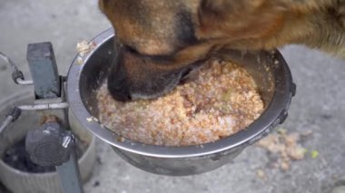 Aç köpek çobanı yulaf lapası yer. Sığınakta hayvanları beslemek. Büyük plan, keskin bir derinliğe sahip köpek kafası..