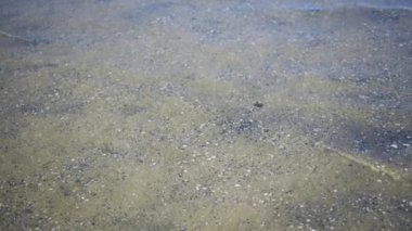 İçinden kumlu tabanlar ve kabuklar görünen berrak deniz suyu. Açık deniz akışı.