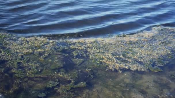 Sebuah Tempat Kotor Permukaan Air Masalah Pencemaran Lingkungan Laut Atau — Stok Video