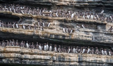 Uria aalge - Ortak Guillemots veya Ortak Murres uçurum yüzünde çıkıntılar boyunca yoğun bir koloni ayakta.