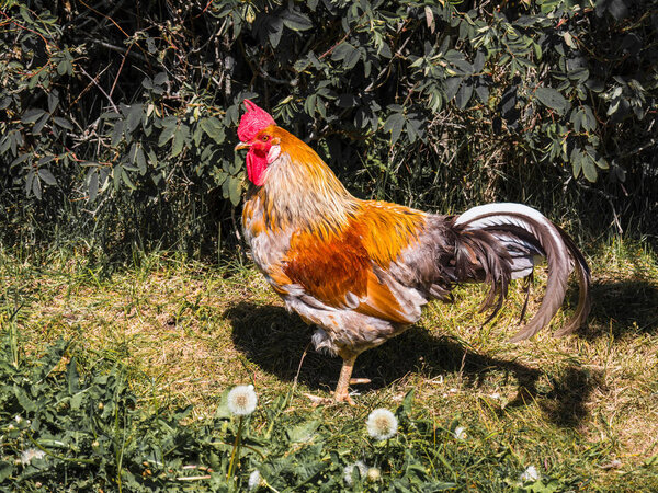 An Icelandic cockerel, free to roam around the farm.