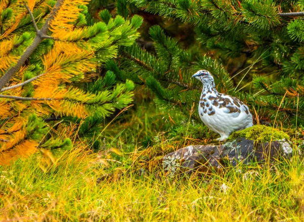 Lagopus Muta Rots Ptarmigan Rock Grouse Herfst Herfst Pluimage Veren — Stockfoto