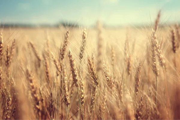 Kansas buğday tarlası. Altın buğday tarlaları