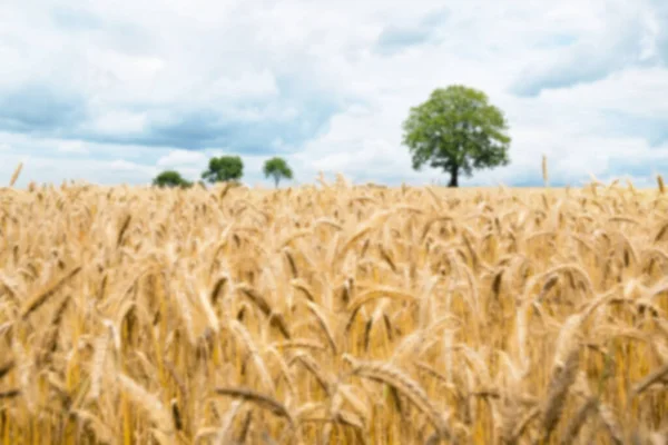 Arkaplan Için Bulanık Peyzaj Buğday Alanı — Stok fotoğraf