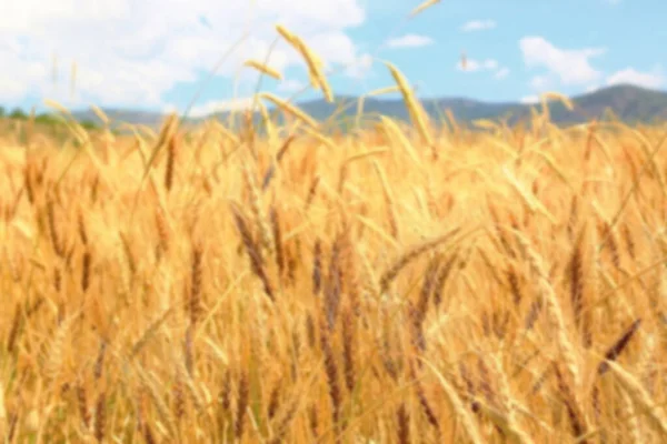 Arkaplan Için Bulanık Buğday Tarlası Gün Doğumu — Stok fotoğraf