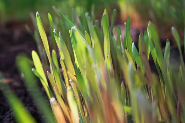 Young Green Rye Sprouts Sunny Dew Drops Farm Land Close — Stock Photo, Image