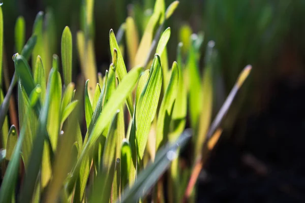 Young Green Rye Sprouts Sunny Dew Drops Farm Land Close — Stock Photo, Image