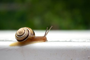 Araçlar menüsünden makro'beyaz ıslak zemin çizgili salyangoz tarar