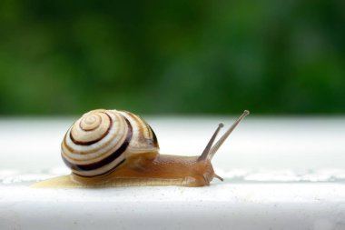 Araçlar menüsünden makro'beyaz ıslak zemin çizgili salyangoz gezinmeler yavaş