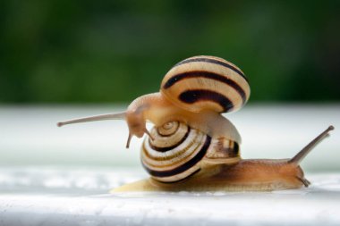 bir şeritli salyangoz diğer salyangoz üzerinde oturur ve damla su makro beyaz zemin üzerine tarar