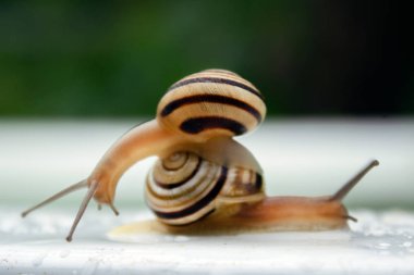çizgili salyangoz salyangoz gezinmeler damla su makro beyaz zemin üzerine oturur