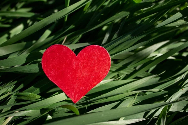День Святого Валентина Серця Свіжа Трава Сад Копією Простір — стокове фото