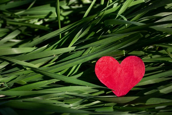 День Святого Валентина Фону Серцем Свіжа Трава Сад — стокове фото