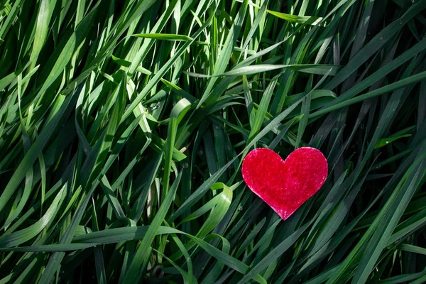 День Святого Валентина Фону Серцем Свіжа Трава Сад Любові Історія — стокове фото