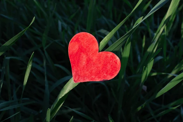 День Святого Валентина Фону Серцем Промінь Сонця Свіжа Трава Сад — стокове фото