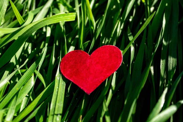 Червоне Серце Траві Походження Валентина — стокове фото
