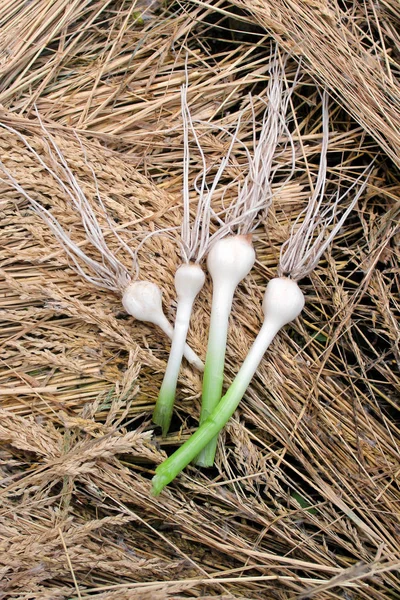 Heads of young garlic on a background of yellow straw — Stock Image Heads Young Garlic Background Yellow Straw Stock Image
