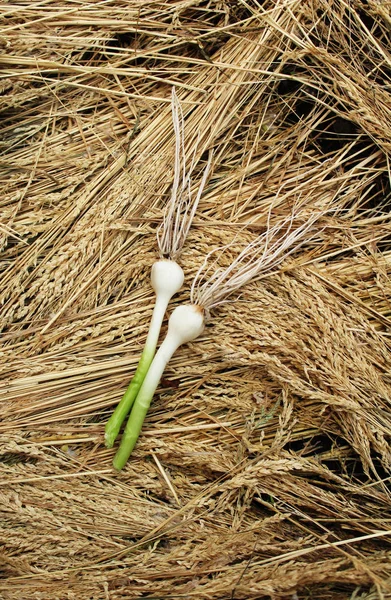 Pair of heads of young garlic on a background of yellow straw — Stock Image Pair Heads Young Garlic Background Yellow Straw Royalty Free Stock Images