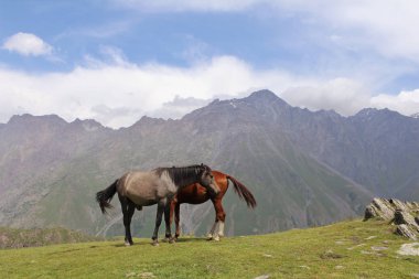 kahverengi ve gri atlar stand dağlar Gürcistan karşı