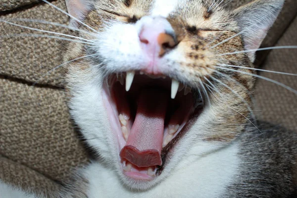 Yawning domestic cat open mouth with teeth and tongue