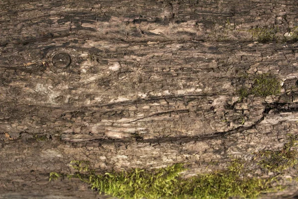 古老的腐烂的深棕色木材纹理与苔藓的残片 — 图库照片