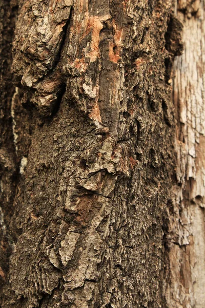 一棵老树裂开的树皮 就像背景的原始自然纹理 自然树皮自然概念为设计 — 图库照片
