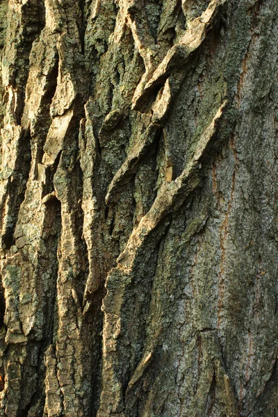 一种带有绿色色彩的老树的树皮 作为原来的自然质感为背景 自然概念为设计 — 图库照片