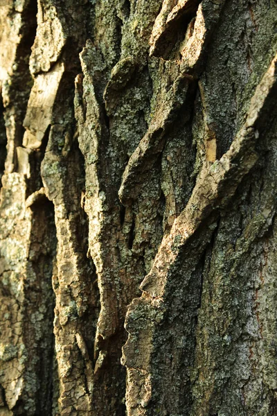 一种带有绿色色彩的老树的树皮 作为原来的自然质感为背景 自然概念为设计 — 图库照片