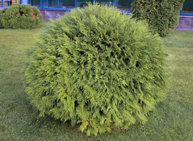 Mazı (bitki) occidentalis flowerbed içinde yuvarlak Bush