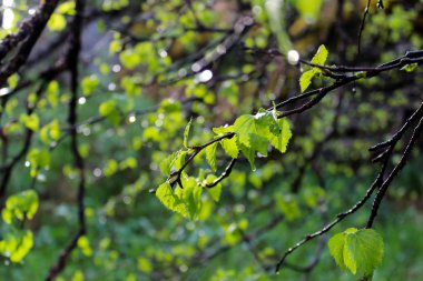 Genç bahar huş ağacı yaprakları güneş ışığı ve çiy damlaları