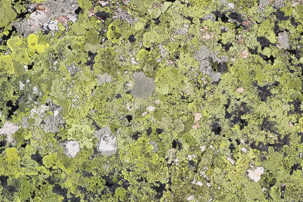 Lichen Vert Bigarré Avec Bordure Sur Pierre Comme Fond — Photo