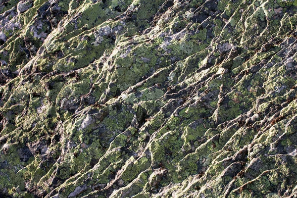 Texture Gray Stone Diagonal Relief Green Lichen Growing Background — Stock Photo, Image