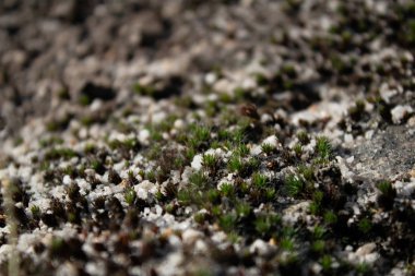 Taş, kum makro koyu yeşil yosun yetişir