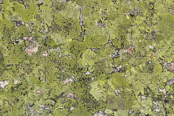 明るい緑の苔と石に地衣類 背景の壁 モスのテクスチャ — ストック写真