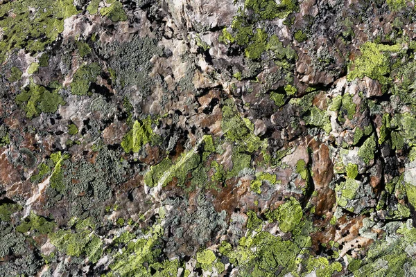 Textura Pedra Rosa Cinza Com Líquen Verde Crescendo Sobre Ele — Fotografia de Stock