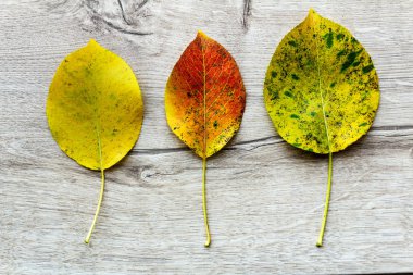 arka plan gri ahşap doku üzerinde üç renkli sonbahar yaprak görünümü top