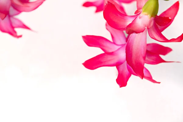 Flores de primavera florecen en blanco con espacio de copia —  Fotos de Stock
