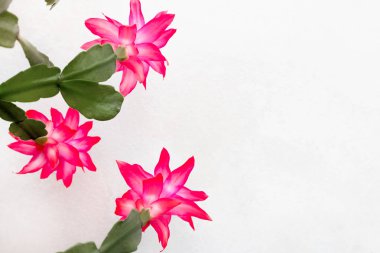 Güzel ışık, yumuşak odak, kopya alanı ile güneşli bir gün çiçekler pembe closeup